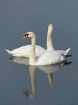 FZ008951 Mute Swans in Ogmore river.jpg